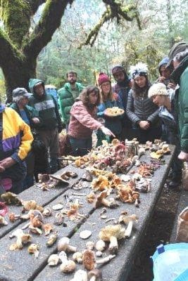 mushroom hike umpqua watersheds