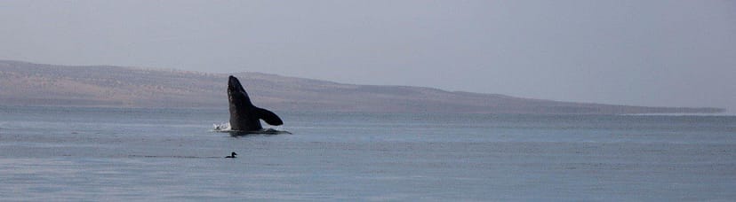 Copyright Ken Carloni